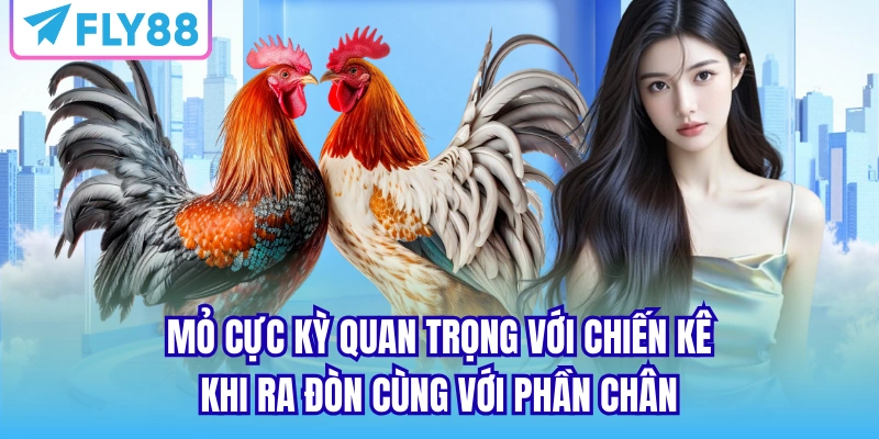Mỏ cực kỳ quan trọng với chiến kê khi ra đòn cùng với phần chân